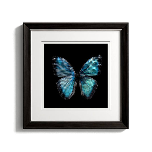 Morpho Peleides 0990