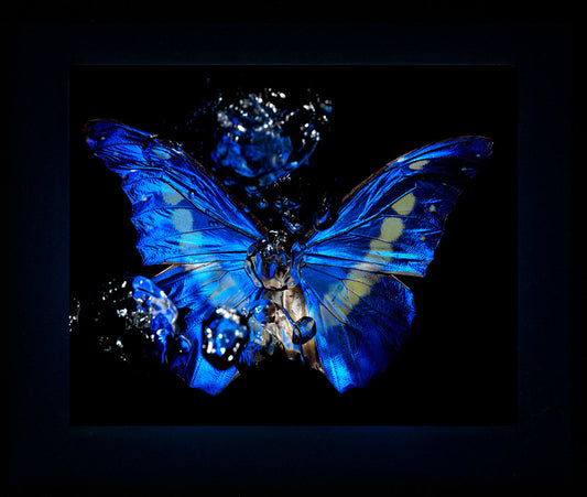 Transparency of a dream illuminated. Plate I  photographic print - €6950 | Shop now & buy direct from the artists studio - Distil Ennui ™ est.1990.