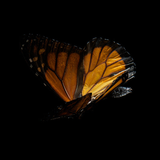Fluidic Flutter: Underwater Photography of Fluttering Life