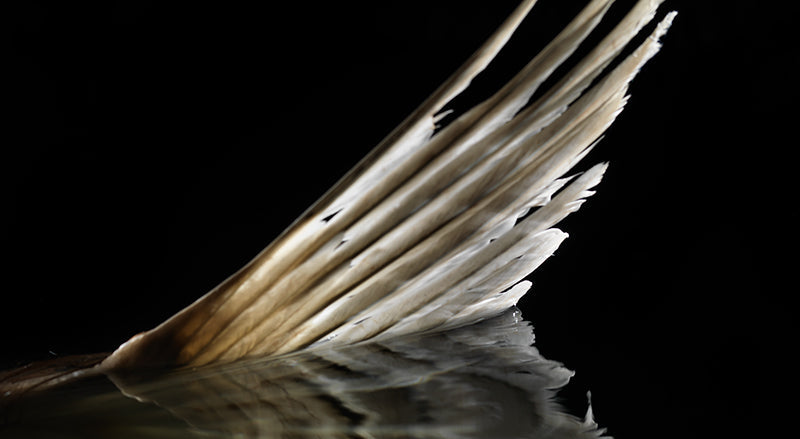 Chiaroscuro Depths: Caravaggio-Inspired Underwater Imagery