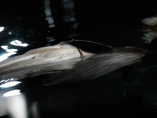 Aquatic Caravaggio: Underwater Photography Embracing Baroque Drama