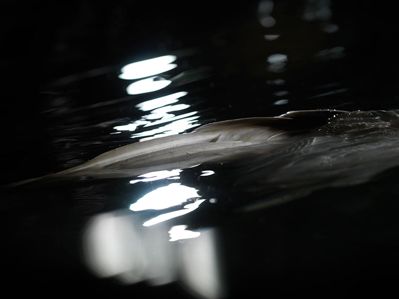 Submerged Baroque: Caravaggio-Inspired Underwater Photography Series