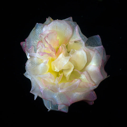 Veins of Nature Transparent Flower Specimens in Deep Black