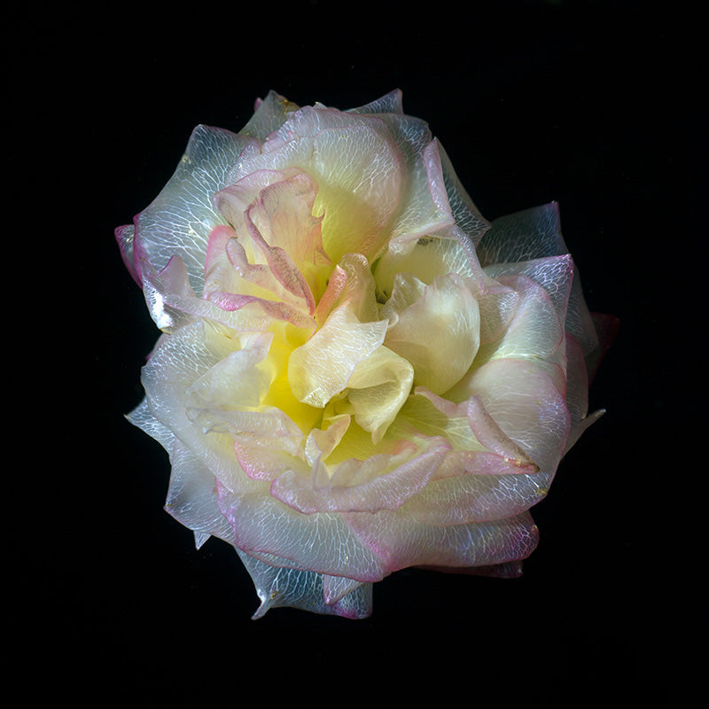Underwater Transparency Glass Flower Photography Series