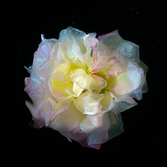 Chlorophyll Removal In Transparent Flower Petals in Deep Black