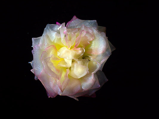 Botanical Mystique Transparent Flower Specimens Below