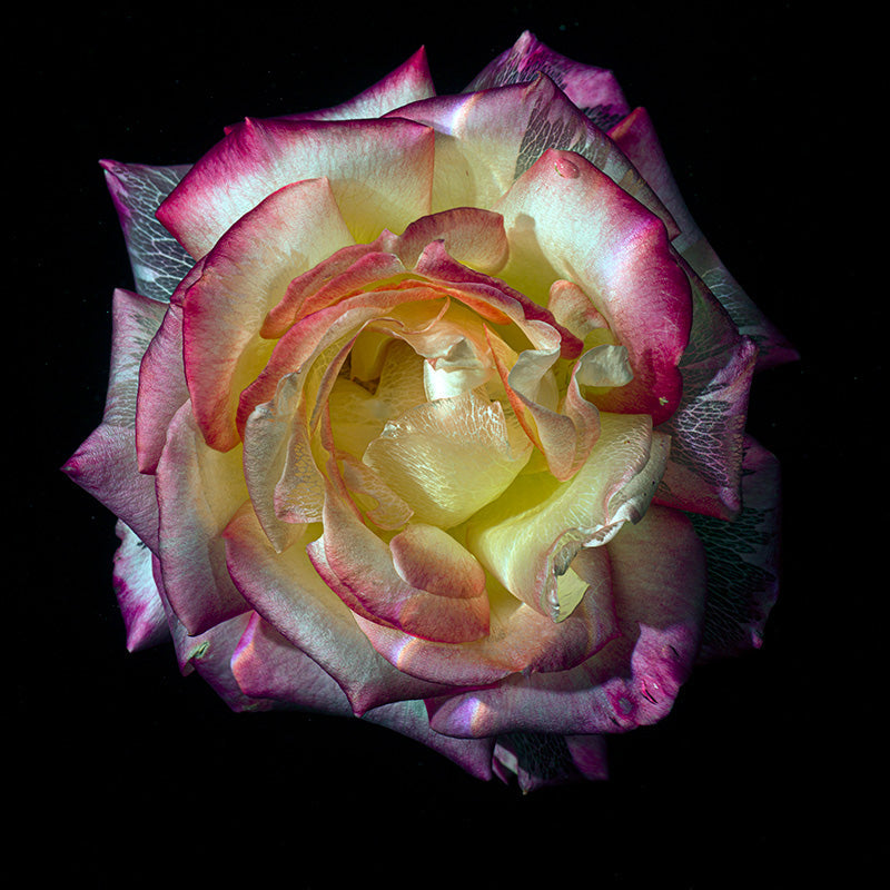 Submerged Flowers Transparent Rose and Poppy Photography