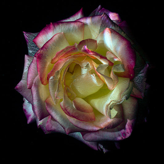 Botanical Transparency Underwater Glass Flower Collection