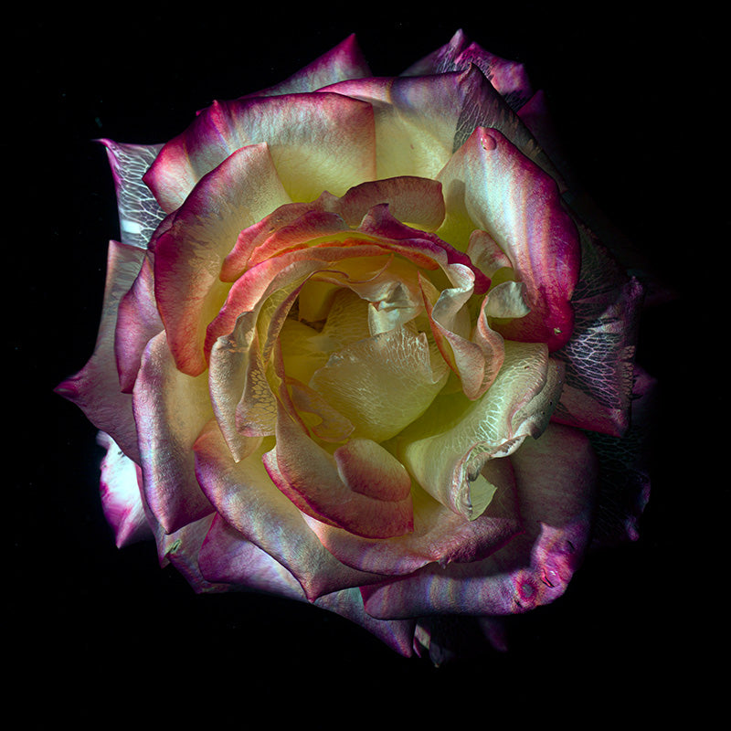 Submerged Serenity Glass Flower Photography in Deep Black