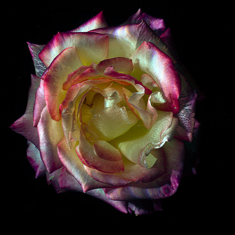 Translucent Treasures Underwater Glass Flower Series