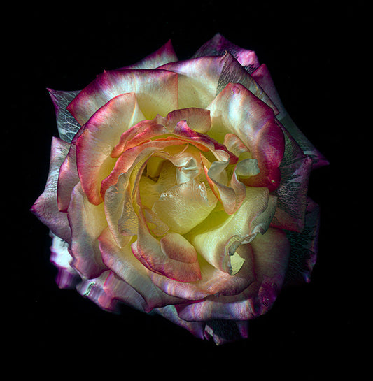 Nature's Transparency Glass Flower Specimens Below the Surface