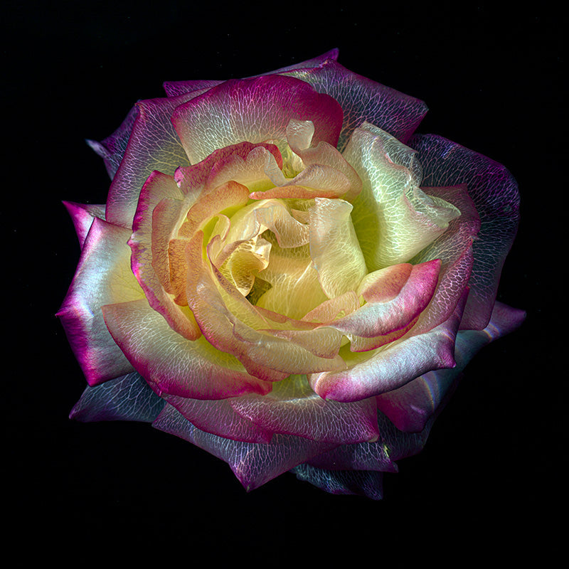 Chlorophyll Metamorphosis Transparent Flower Petals in Water
