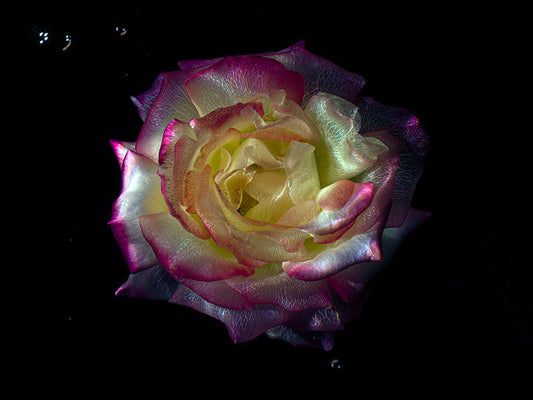 Crystal Clear Botanicals Underwater Glass Flower Photography