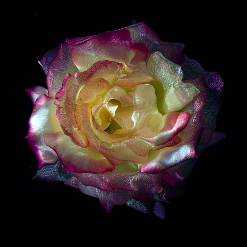 Glassy Botanicals Underwater Flower Photography Collection