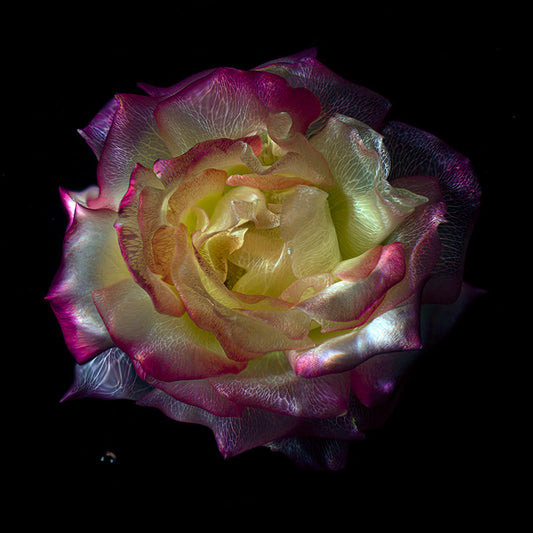 Ethereal Transparence Glass Rose and Poppy Specimens