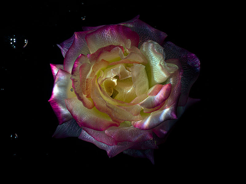 Submerged Opulence Transparent Flower Specimens in Water
