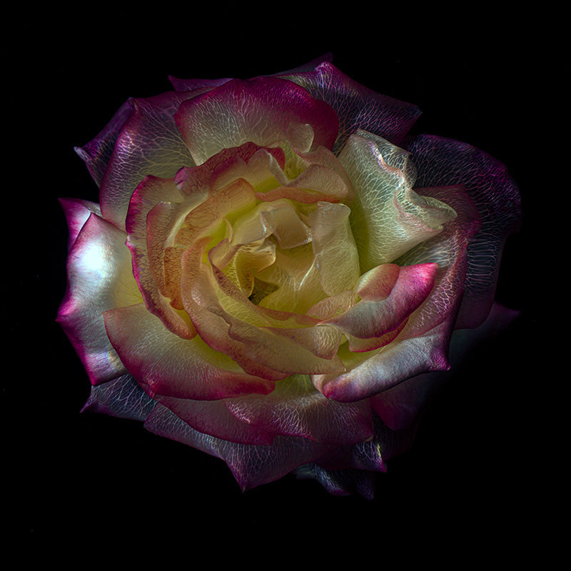 Botanical Transparency Underwater Glass Flower Series