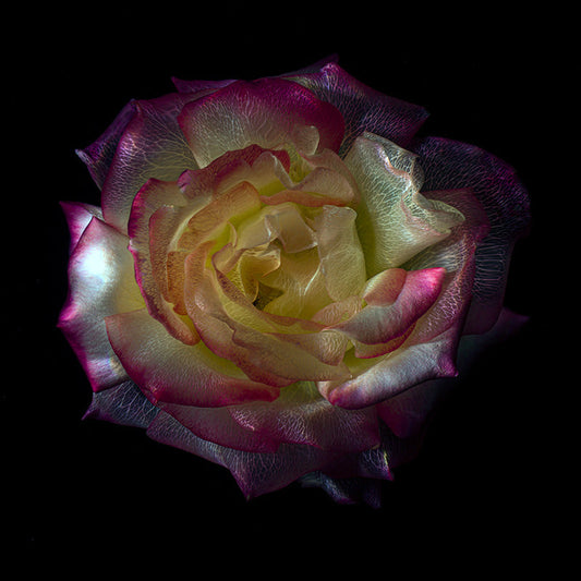 Botanical Transparency Underwater Glass Flower Series