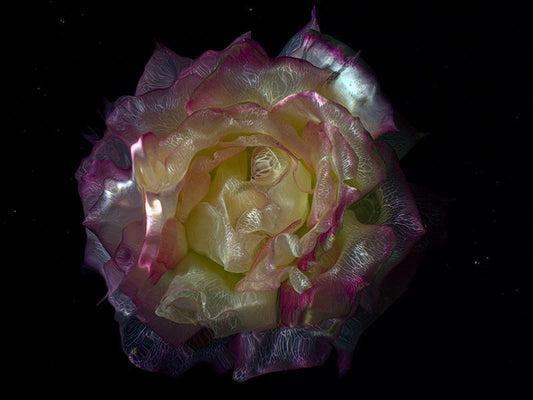 Underwater Luminescence Transparent Flower Petals Below