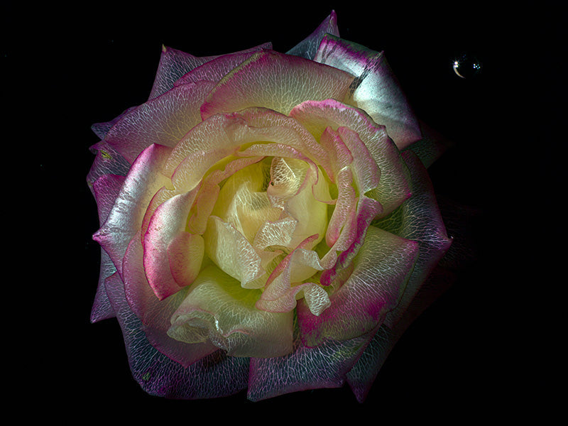 Submerged Grace Transparent Rose and Poppy Specimens