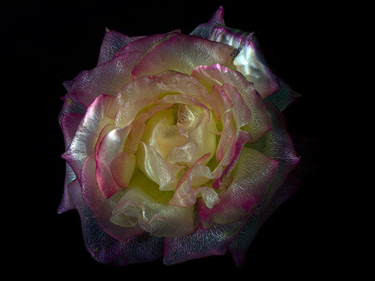 Ethereal Flora Underwater Glass Flower Photography Series