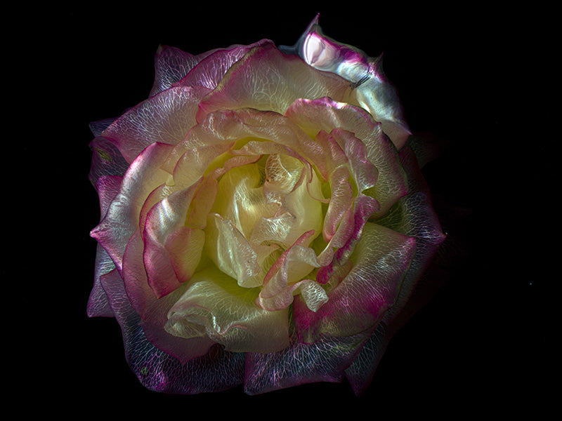 Crystal Clear Elegance Transparent Flower Petals in Water