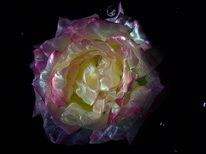 Underwater Refinement Glass Flower Specimens in Deep Black