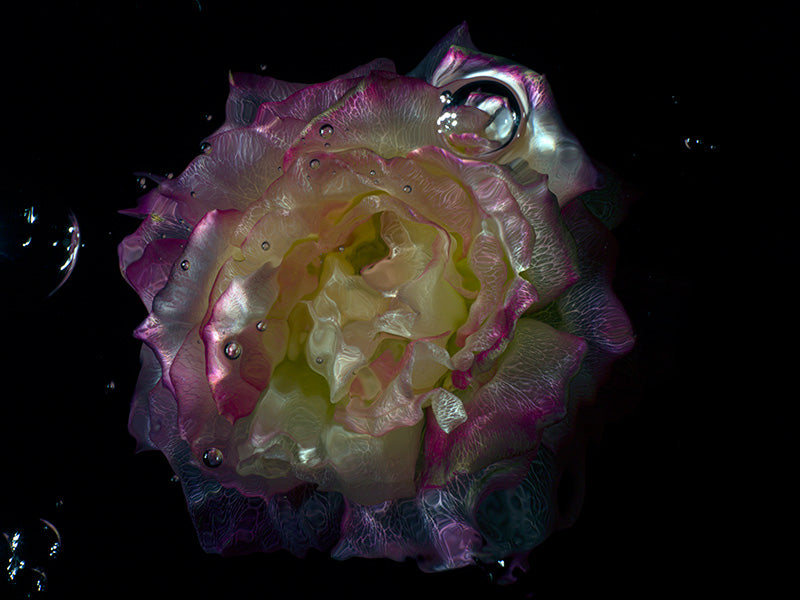 Botanical Transparency Underwater Glass Flower Collection