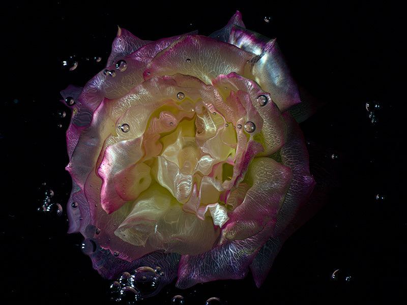 Submerged Beauty Transparent Rose and Poppy Photography