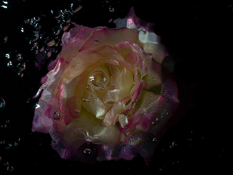 Chlorophyll Refraction Glass Flower Photography Series