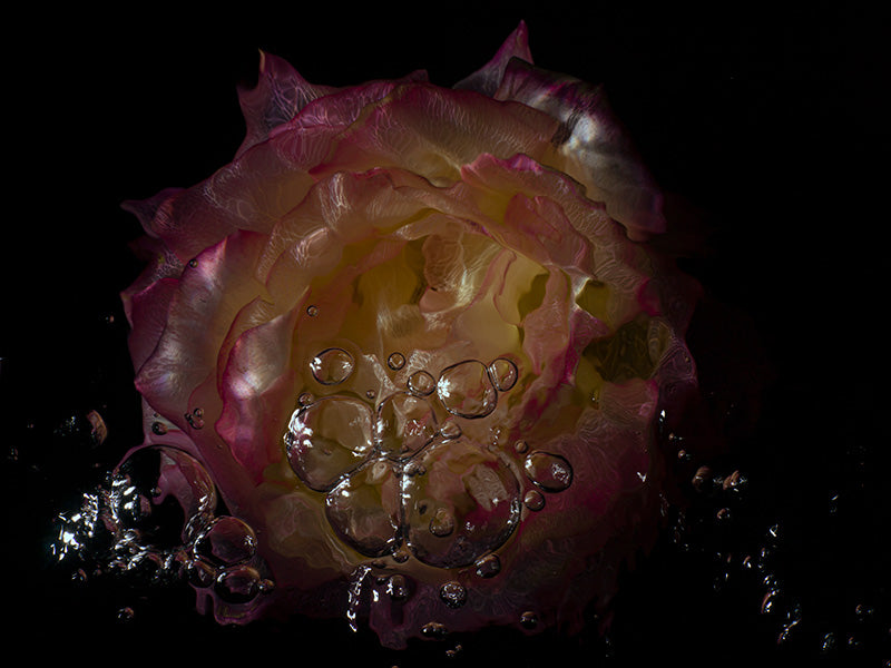 Underwater Transparency Transparent Flower Petals Below