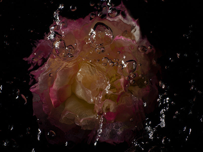Ethereal Botanicals Underwater Glass Flower Photography