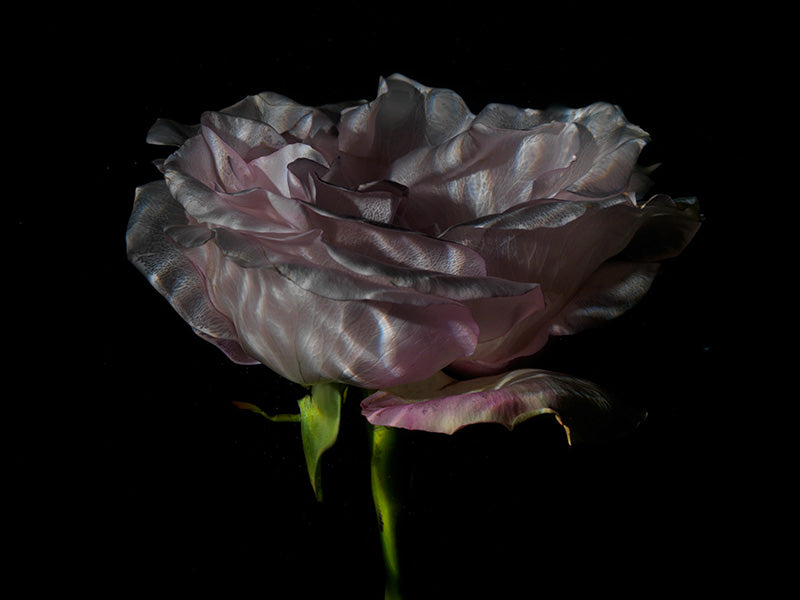 Translucent Serenity Underwater Glass Flower Series
