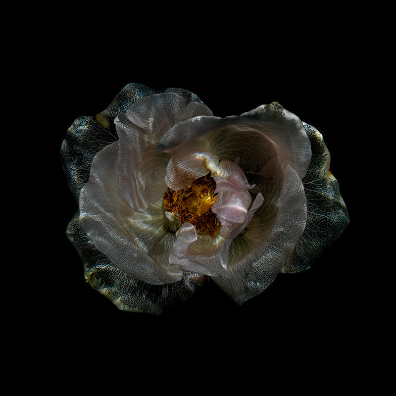 Underwater Transparency Glass Flower Photography Below