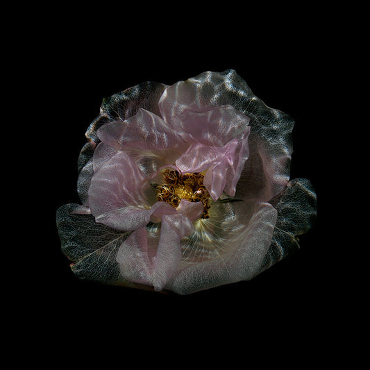 Submerged Radiance Glass Flower Photography in Deep Black