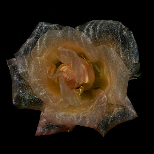Ethereal Transparency Transparent Rose and Poppy Specimens