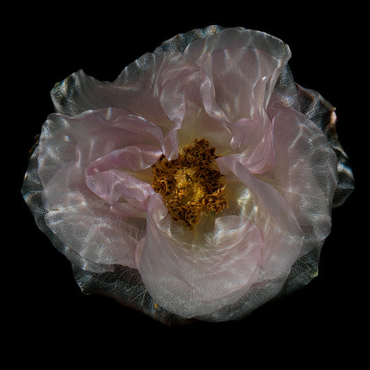 Botanical Symmetry Underwater Glass Flower Series