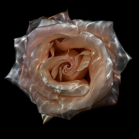 Submerged Beauty Transparent Flower Petals in Water