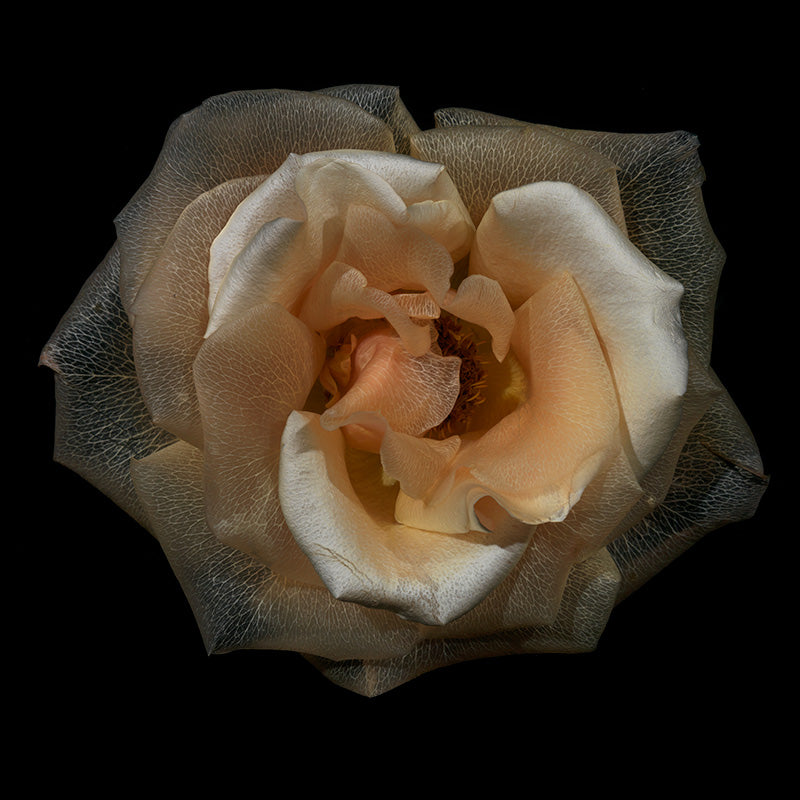 Translucent Botanicals: Unique Underwater Floral Photography