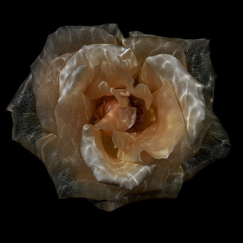 Crystal Clear Elegance: Captivating Transparent Flower Captures