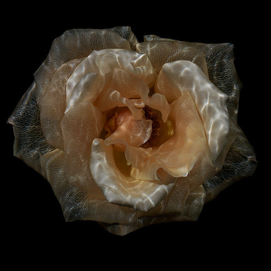 Crystal Clear Elegance: Captivating Transparent Flower Captures