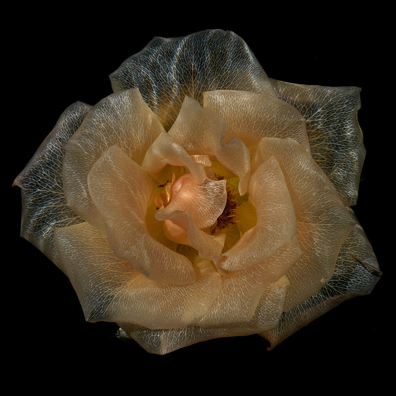 Chlorophyll Magic: Surreal Underwater Glass Blossoms