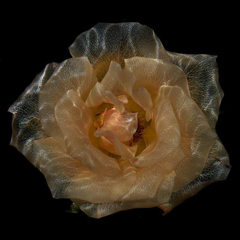 Submerged Opulence: Enchanting Glassy Floral Specimens