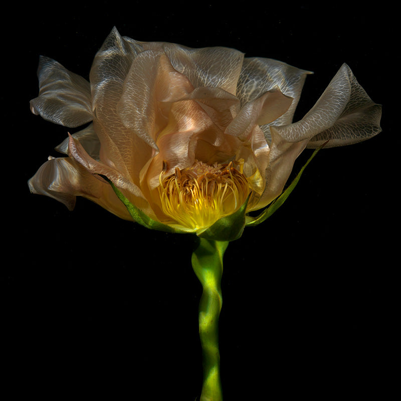 Translucent Petal Poetry: Underwater Floral Spectacle