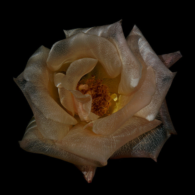 Aqua Flora Fantasy Translucent Underwater Blossoms