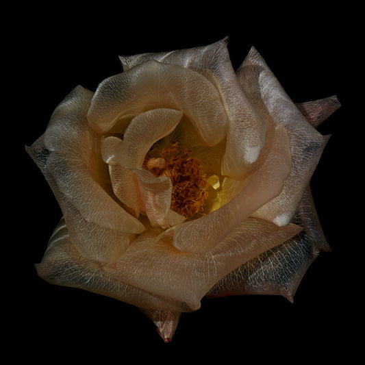 Aqua Flora Fantasy Translucent Underwater Blossoms