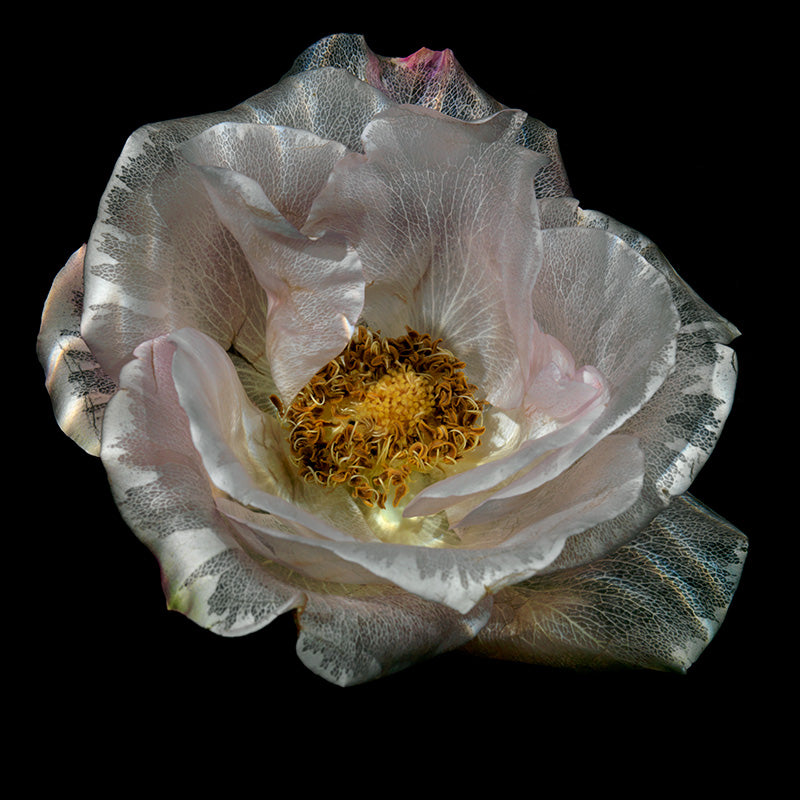 Transparency Enchantment Hypnotic Underwater Glass Roses