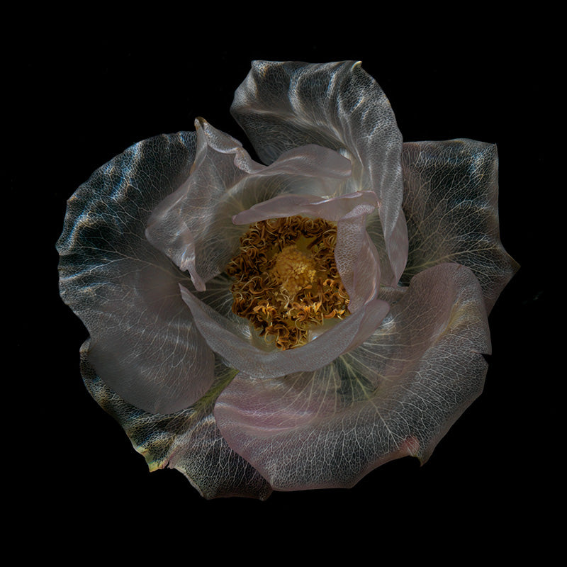 Submerged Floral Elegance Breathtaking Glass Blossoms