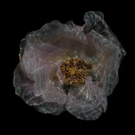 Translucent Aqua Splendor Ethereal Underwater Flora