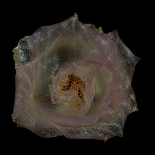 Chlorophyll Transcendence Divine Underwater Glass Roses